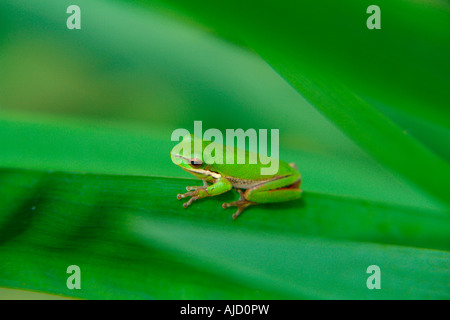 einzelnen östlichen Zwerg Treefrog sitzt auf einem Iris-Stamm Stockfoto