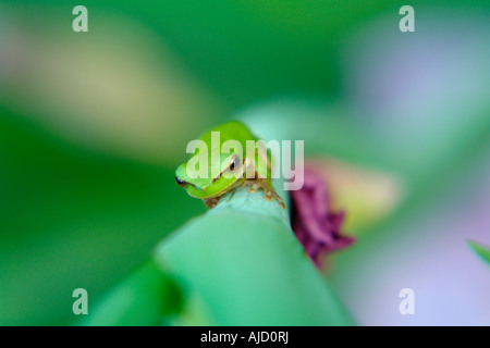 einzelnen östlichen Zwerg Treefrog sitzt auf einem Iris-Stamm Stockfoto