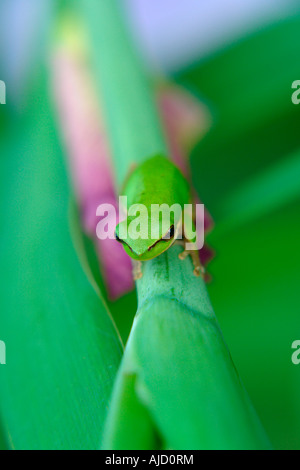 einzelnen östlichen Zwerg Treefrog sitzt auf einem Iris-Stamm Stockfoto