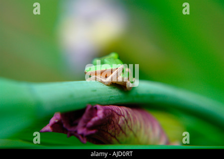 einzelnen östlichen Zwerg Treefrog sitzt auf einem Iris-Stamm Stockfoto