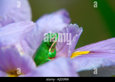 einzelnen östlichen Zwerg Treefrog sitzen auf einer violetten Iris Blume Stockfoto