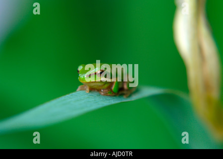 einzelnen östlichen Zwerg Treefrog sitzt auf einem Iris-Stamm Stockfoto