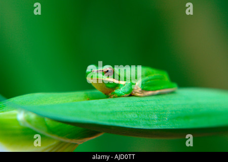 einzelnen östlichen Zwerg Treefrog sitzt auf einem Iris-Stamm Stockfoto