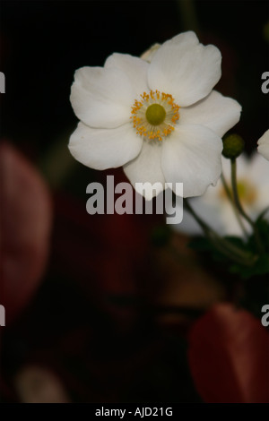 Eine japanische Anemone in einem sonnigen Garten Rand von Surrey Stockfoto