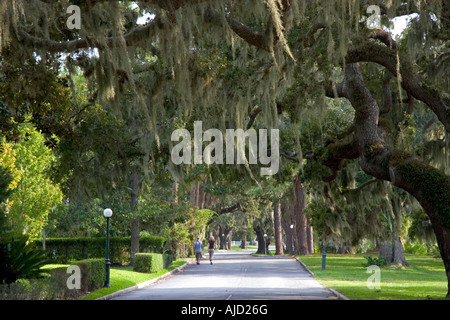 Spanish Moss hängt von den Bäumen auf Jekyll Island Georgia Stockfoto