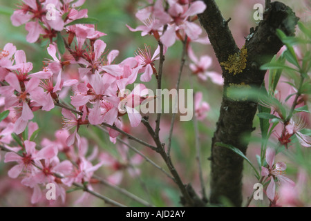 Zwerg russischen Mandel, russische Mandel (Prunus Tenella), blühen Stockfoto