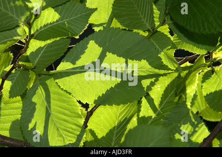 Scotch Elm, Wych Ulme (Ulmus Glabra, Ulmus Scabra), lässt im Gegenlicht, Deutschland, Bayern Stockfoto