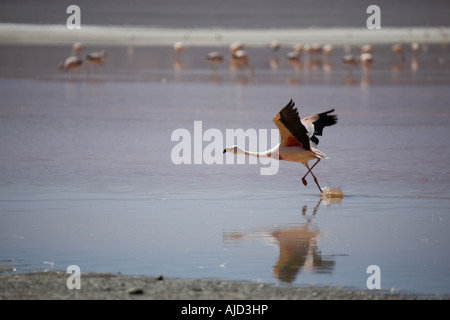 James' Flamingo (Phoenicoparrus Jamesi), wegfliegen; Laguna Colorado, Bolivien Stockfoto