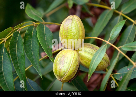 Pekannüsse wachsen auf dem Baum in Georgien Stockfoto