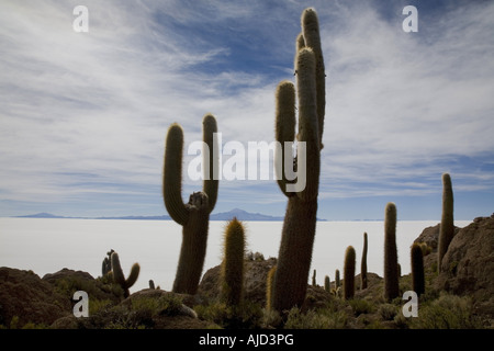 Spalte Kaktus auf Isla de Pescado des Salar de Uyuni, Bolivien Stockfoto