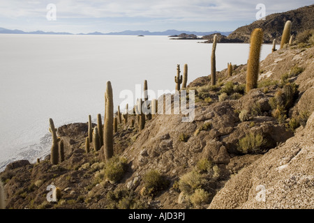 Spalte Kaktus auf Isla de Pescado des Salar de Uyuni, Bolivien Stockfoto