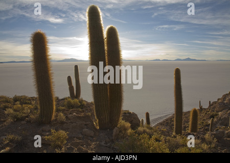 Spalte Kaktus auf Isla de Pescado des Salar de Uyuni, Bolivien Stockfoto