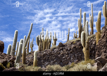 Spalte Kaktus auf Isla de Pescado des Salar de Uyuni, Bolivien Stockfoto