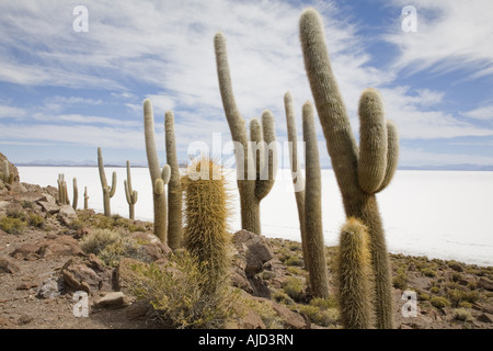 Spalte Kaktus auf Isla de Pescado des Salar de Uyuni, Bolivien Stockfoto