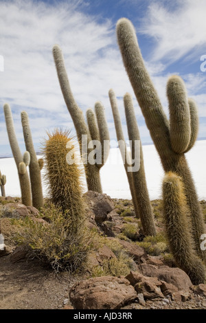 Spalte Kaktus auf Isla de Pescado des Salar de Uyuni, Bolivien Stockfoto