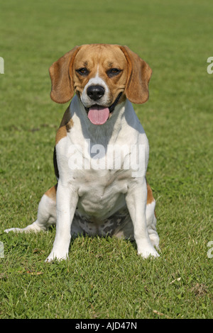 Beagle (Canis Lupus F. Familiaris), sitzen in der Wiese Stockfoto