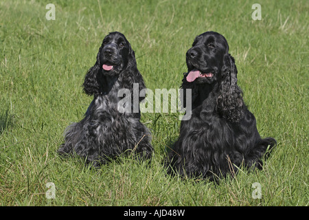English Cocker Spaniel (Canis Lupus F. Familiaris), roan Hündin blau gefärbt, Männchen schwarz gefärbt, sitzen in der Wiese Stockfoto