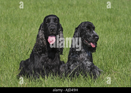 English Cocker Spaniel (Canis Lupus F. Familiaris), roan Hündin blau gefärbt, Männchen schwarz gefärbt, sitzen in der Wiese Stockfoto