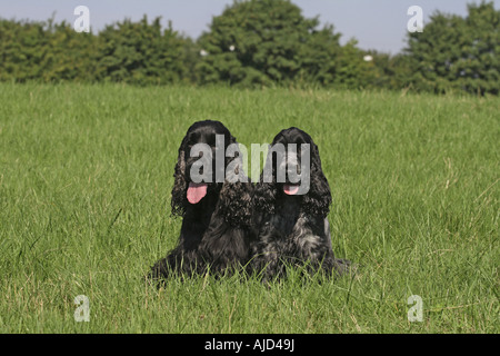 English Cocker Spaniel (Canis Lupus F. Familiaris), roan Hündin blau gefärbt, Männchen schwarz gefärbt, sitzen in der Wiese Stockfoto