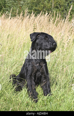 Riesenschnauzer (Canis Lupus F. Familiaris), sitzen in der Wiese Stockfoto