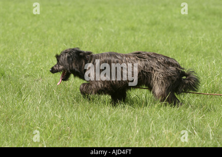 Langhaariger Pyrenäen Schäferhund (Canis Lupus F. Familiaris), läuft auf einer Wiese Stockfoto