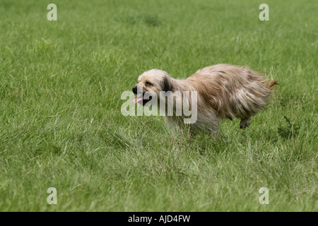 Langhaariger Pyrenäen Schäferhund (Canis Lupus F. Familiaris), läuft auf einer Wiese Stockfoto