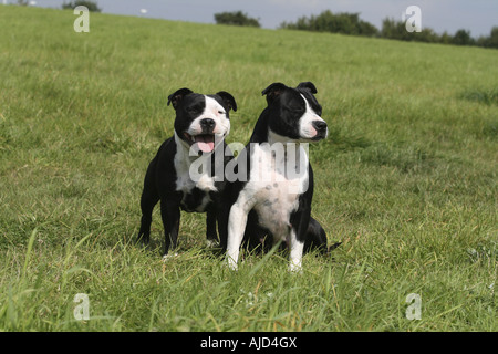Staffordshire Bullterrier (Canis Lupus F. Familiaris), zwei Körperregionen nebeneinander auf einer Wiese Stockfoto