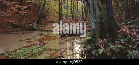 Herbst im Naturschutzgebiet Furlbachtal, Germany, North Rhine-Westphalia, Naturschutzgebiet Furlbachtal Stockfoto