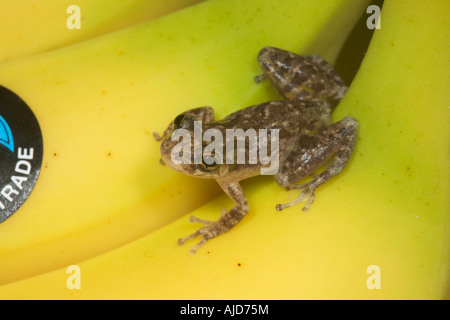 Kleiner Frosch möglicherweise Eleutherodactylus Arten in importierten Bananen Ursprung angenommen, Brasilien Stockfoto