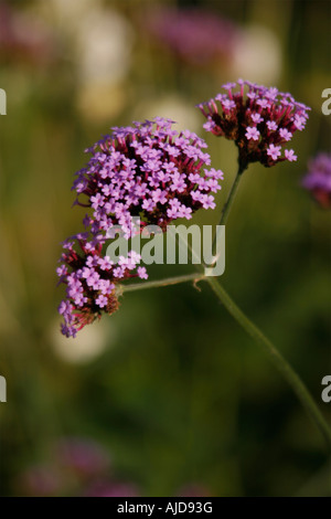 Eisenkraut GLANDULARIA Bonariensis im Sonnenlicht eine lange Grenze Surrey Garten Stockfoto