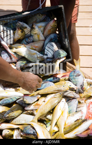 Farbe-Porträt der Fischer ihren Fang von Fischen in einer Korb entleeren. Stockfoto