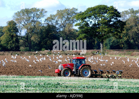 McCormick Traktor Pflügen Feld mit Möwen, Warwickshire, England, UK Stockfoto