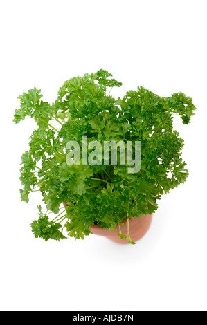 Frische Petersilie im Topf wachsen Stockfoto