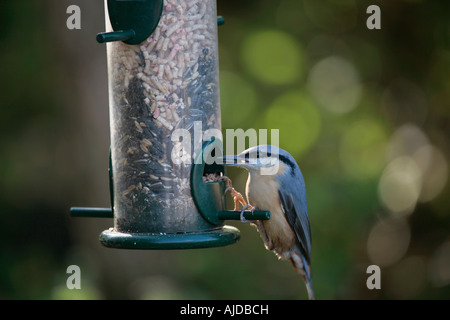 Nahaufnahme eines einzigen Nuthatches (Sitta europaea), das Saatgut aus Vogelzubringer im Garten mitnimmt Stockfoto