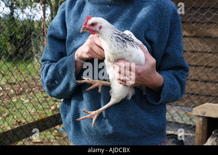 Bauer hält ein weißes Licht Freilandhuhn Sussex, Hampshire, England. Stockfoto