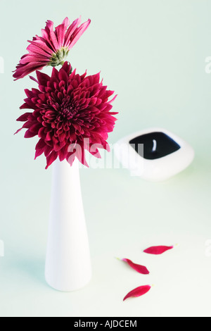 Zwei lila Chrysanthemen in weiße vase Stockfoto