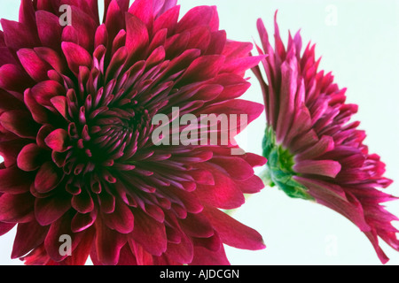 Zwei lila Chrysanthemen-Nahaufnahme Stockfoto