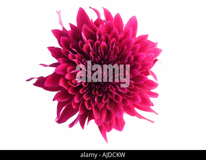 Lila Chrysanthemen closeup Stockfoto