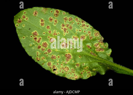 Rost Puccinia Arenariae Telia in konzentrischen Ringen Unterseite an eine rote Campion Silene Dioica Blatt Stockfoto