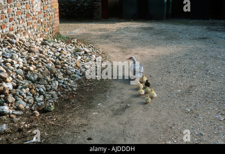 Mutter Ente führt ihre sieben Kinder in Sicherheit Stockfoto