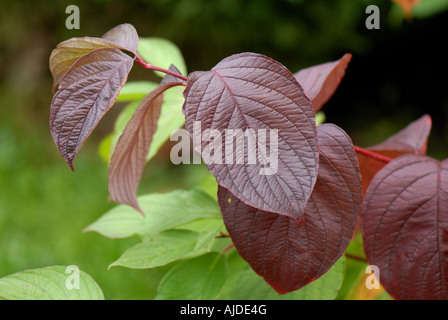 Rot gefärbten Herbstblätter rot stammten Hartriegel Cornus alba Stockfoto