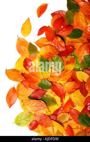 Farbigen Hintergrund der schönen Herbst Blätter auf weiß perfekt für den saisonalen Einsatz Stockfoto