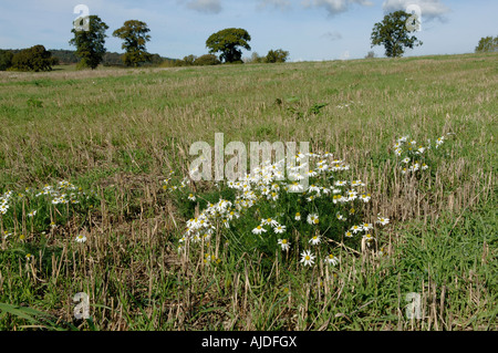 Geruchlos Mayweed Matricaria Perforata Pflanze blüht in einem Stoppelfeld Getreide im Herbst Stockfoto