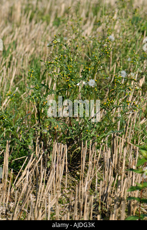 Greiskraut Senecio Vulgaris Blüte und Pflanze in Stoppel Seeder Stockfoto