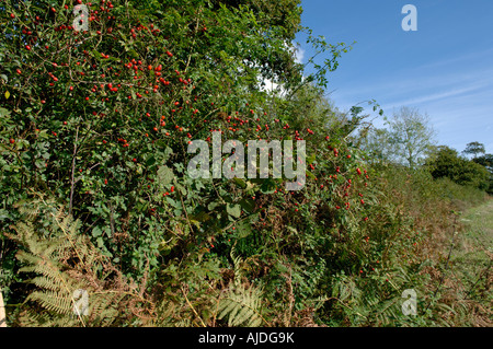 Hagebutten Bracken Hecke pflanzt Bäume in eine Hecke Devon im Herbst Stockfoto