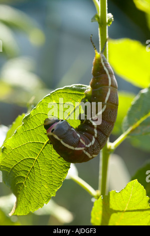 Puss Moth Raupe Fütterung auf Weide Stockfoto