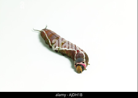 Puss Moth Raupe auf weiß Stockfoto