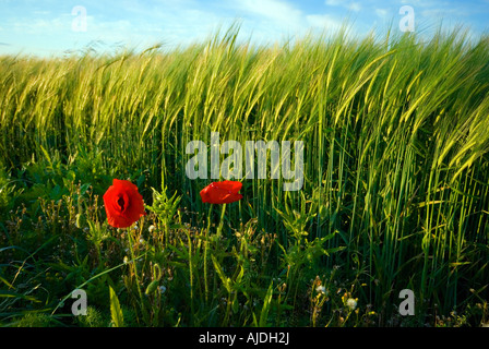 Rote Mohnblumen in einem sonnendurchfluteten Gerste. Lincolnshire, England. Stockfoto