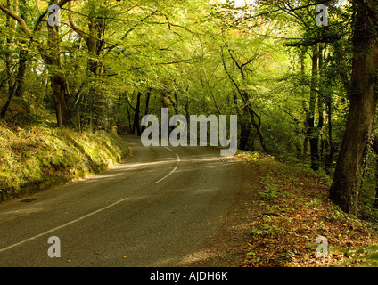 Straße durch Gweek Woods im herbstlichen Sonnenlicht Stockfoto