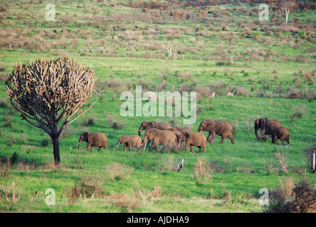 Elefanten Herde und Euphorbia Kandelaber Baum Tsavo West Nationalpark Kenia in Ostafrika Stockfoto